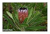 Protea neriifolia - Oleanderleaf Protea - 20 seeds