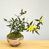 春に眩い黄色の花が楽しめる【カロライナジャスミンの盆栽（焼締鉢）】