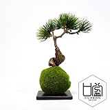 観葉植物 ミニ盆栽 フェイク 造花 ♪【カップボン】松・吹き流しS/苔玉（黒皿）♪ 【prm】インテリアグリーン フェイクグリーン アーティフィシャル 開店祝い 新築祝い ギフト 模様替え 店舗内装 