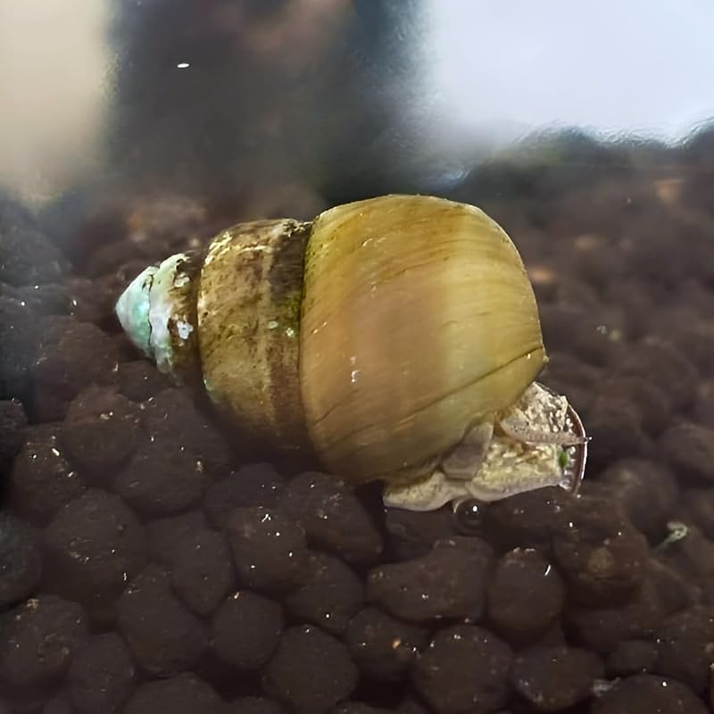 おひさまめだか ヒメタニシ 10匹+α保証分 国産 病原菌除菌済 水槽掃除 コケ取り 水質浄化 めだか 金魚 グッピー 熱帯魚 エビ 小型魚 淡水巻貝 丈夫で長生き 掃除屋 生体