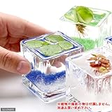 ガラスベース ブロックグラス S エアプランツ 多肉植物 ティランジア ガラス