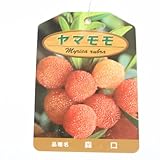 庭木：山桃（やまもも） 品種をお選び下さい！　接ぎ木苗　　樹高：約70ｃｍ (森口　)