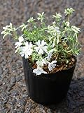 芝桜 シバザクラ ホワイトデイライト ポット直径9.0cm（3号ポット） 24ポットセット