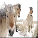Rikki Knight Horses in Snowデザインアートセラミックタイル4 by 4インチ、