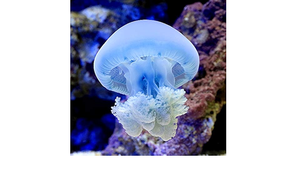 Amazon 海水魚 クラゲ ホワイトブルージェリー ｓサイズ １匹 アクアリウム 海月 北海道 九州 沖縄航空便要保温 Charm チャーム 観賞魚 水中生物 通販