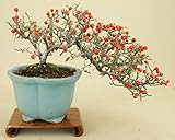 いよじ園 こけももカマツカ (珍品) 貴風盆栽 (実物盆栽)