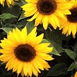 【メール便配送】　国華園　花たね　ひまわり トポリーノ　1袋(20粒)【※発送が国華園からの場合のみ正規品です】
