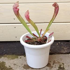 Amazon 食虫植物 サラセニア スカーレットベル 観葉植物 オンライン通販