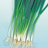 【メール便配送】　国華園　野菜たね　ネギ　九条太葱　1袋(10ml)【※発送が国華園からの場合のみ正規品です】