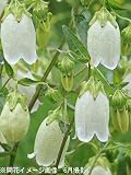 山野草:薄黄花ホタルブクロ 9cmポット苗