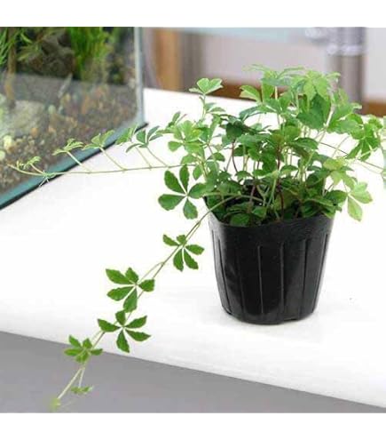 Amazon.co.jp: フッキソウ 高さ 0.15ぐらい 35株 ポット出し