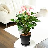 観葉植物　アンスリウム（ピンク）　6号※黒丸鉢皿付【ビジネスフラワー】＜開業祝い　開店祝い　開院祝い　リニューアルオープン祝いに＞