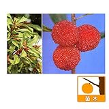 ヤマモモ（山桃）：森口（もりぐち）・オス木セット[受粉セット]4～5号ポット[苗木]