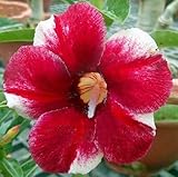 40 Fresh seedsアデニウム アラビカム オベスム 砂漠のバラ種子(40粒)塊根植物種子Adenium obesum Desert Roses seeds no3-Apollo