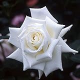 バラ苗 カナディアンホワイトスター 国産大苗6号スリット鉢 四季咲き大輪 ハイブリットティ(HT) 白系(ジョージマンダー)