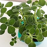 アロマティカス3号ポット 3株セット[香りが良いハーブ苗] ノーブランド品