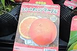 果樹苗　接木　スイートオレンジネーブル　1年生　(送料込価格)