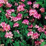 【れんげ】 ポット苗　４ポット