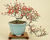 いよじ園 こけももカマツカ (珍品) 貴風盆栽 (実物盆栽)
