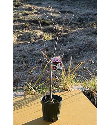 ◆ジューンベリー　株立◆純白の花いっぱい◆シンボルツリー◆大株‼️◆注意事項確認 Amazon.co.jp: ◇ジューンベリー 株立◇ 白の花いっぱい◇シンボル