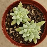 ジュヒョウ 樹氷 7.5cmポット セデベリア Sedeveria Silver Frost 福岡県産 多肉植物 多肉 観葉植物 インテリアグリーン 寄せ植えに