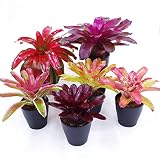 (株)赤塚植物園 ネオレゲリア 5号 プレミアムセレクション