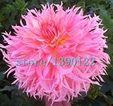 100pcs Dinner Plate rainbow Dahlia seeds, Chinese Peony bonsai flower seeds ,22 colors to choose, fo