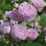 バラ苗 ホーラ 国産大苗オリジナル角鉢6号 四季咲き中輪 ピンク系　ロサ オリエンティス