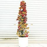 2色の実がとっても可愛い♪豪華ツリー仕立て：黄色＆橙の2色ピラカンサ（ピラカンサス）／トキワサンザシ*