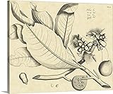 h. von Drakensteinプレミアムシックラップキャンバス壁アート印刷題名Vintage Leaf Study II 20" x 16" 2392308_24_20x16_none