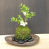 年に数回可憐な花が楽しめます【白長寿梅（しろちょうじゅばい）の苔玉・くらま岩器・敷石セット】 (黒石)