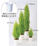 エフプランター 人工観葉植物-ゴールドクレストツリー-180-9号鉢-懸崖鉢