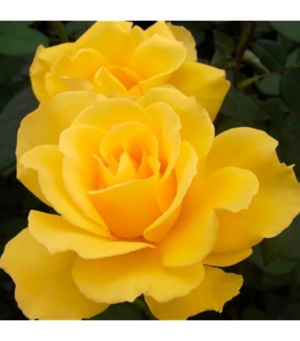 ウィリアムモリス ＋3苗バラ苗 接木新苗 強健 強香 薔薇 苗 Amazon.co.jp: バラ苗 ER ウィリアムモリス 接木新苗 廃盤品種 強香