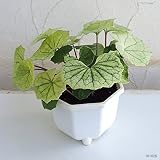 ツワブキ：白山（ハクサン）5号鉢植え[秋に美しい白葉となるつわぶき] ノーブランド品