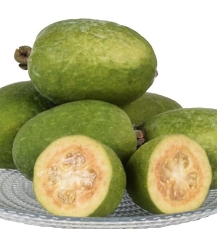 Amazon.co.jp: 果樹苗 フェイジョア アポロ2年生 1株/ 国華園 25年秋