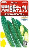 サカタのタネ 実咲野菜0406 漬け物バッチリ四葉キュウリ 味さんご 00920406
