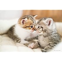 ねこまんじゅう 様用●ナバホ族●ターコイズ ●シルバーバングル●925●ビンテー 楽天市場】直径25mm シルバーコンチョ ネジ式 パーツ 財布