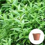 レモンバーベナ 栽培 セット/ハーブ / テラコッタ 鉢 プランター/鉢受皿 付