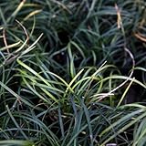 リュウノヒゲ 単品 グランドカバー 下草