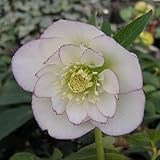 セミダブル咲き・中輪 クリスマスローズ　 ハイエンドセレクション　 ホワイトオーケストラ 9cmポット2016年秋の新苗