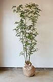 アオダモ 株立ち 150-180cm シンボルツリー シンボルツリー 目隠し にオススメです！ 植木 庭木 苗木