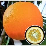 ダイダイ4.5号ポット[ポン酢やマーマレードに！酢みかん　柑橘・かんきつ類　苗木] ノーブランド品