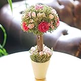 パラボッセオリジナル ドライフラワー　キャンディトピアリー　ピンク