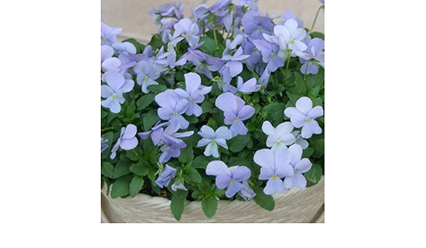 Amazon ビオラ ビビ ヘブンリーブルー ポット苗 1個 パンジー ビオラ 苗 イングリッシュガーデン 寄せ植え 花