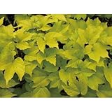 緑のカーテン ナツヅタ・オーレア コンテナ ハンギング 落葉つる性木本