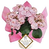 ケイコ　ピンク　さかもと園芸　2016フラワーオブザイヤー　母の日　あじさい　アジサイ　紫陽花　花鉢植え　花　ギフト　プレゼント　贈答品