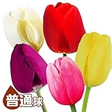 国華園 チューリップ 普通球 5色300球セット【※発送が国華園からの場合のみ正規品です】