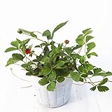 ヘビイチゴ 苗 インディアンストロベリー 3号ポット苗 3ポットセット いちご