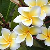 100Pcs/セット プルメリアのベアルート発根苗 植物花 ハワイアンレイ花種 グラスオーナメント 草 花の種子 ホーム ガーデン 鉢植え 植物 かわいい新花 フラワー種子 ハーブ コルデリア・セロワ