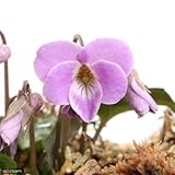 (山野草)フジスミレ(藤菫) 3号(1ポット) 本州・四国限定[生体]